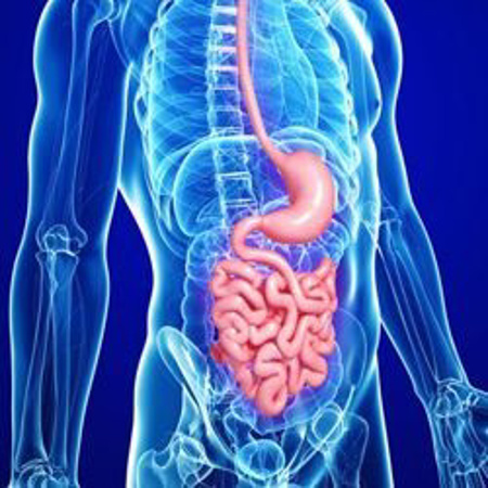 Immagine per la categoria Sistema Gastrointestinale